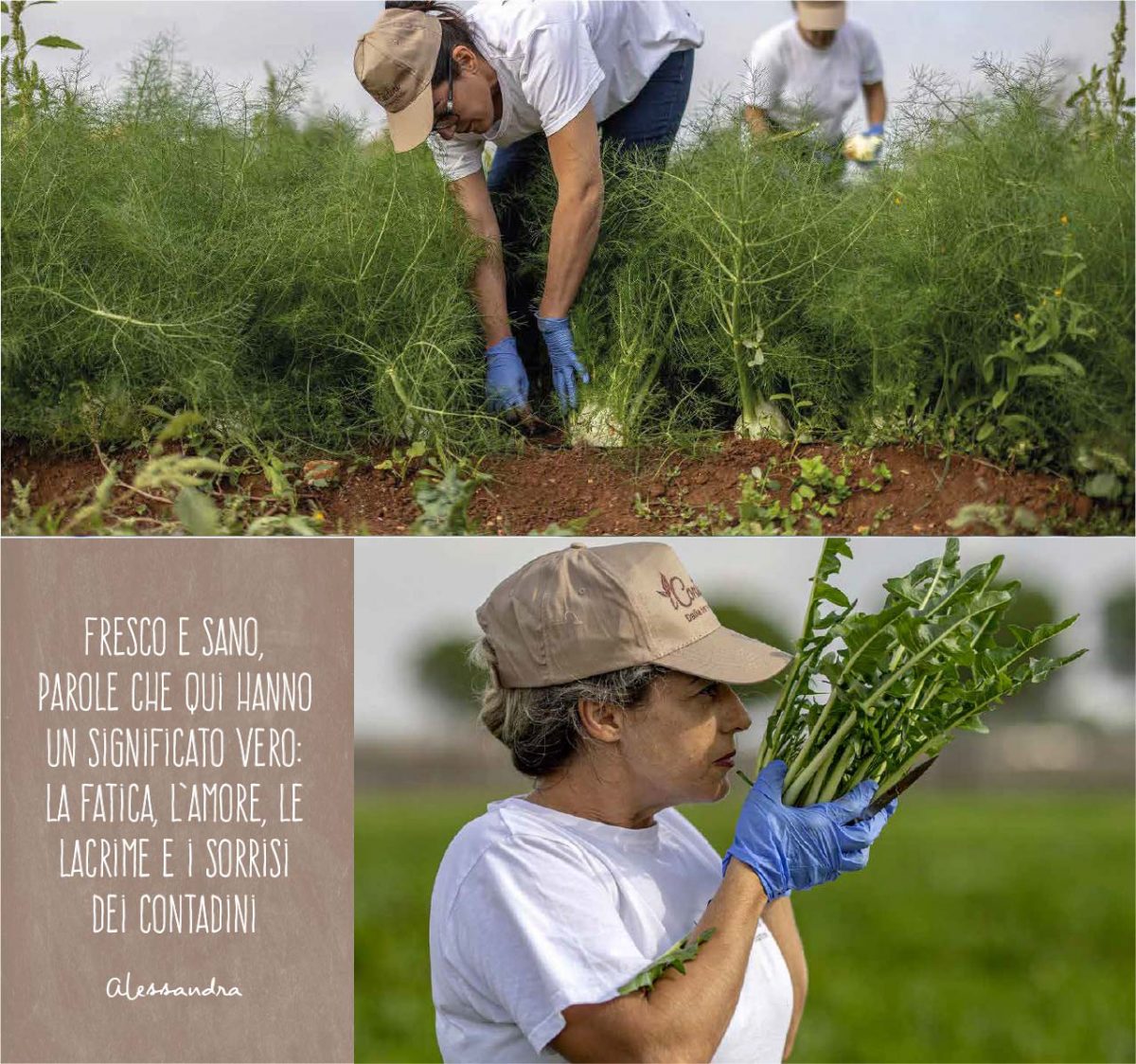 Agricoltura Integrata – iContadini :: Ugento :: Puglia